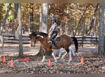 American Paint Horse Mix, Gelding, 5 years, 15,2 hh, Pinto
