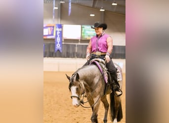 American Paint Horse, Gelding, 5 years, 15,2 hh, Roan-Bay