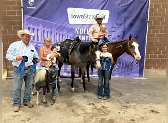 American Paint Horse, Gelding, 5 years, 15,2 hh, Roan-Bay