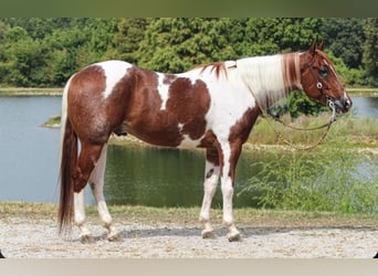 American Paint Horse, Gelding, 5 years, 15,2 hh, Tobiano-all-colors