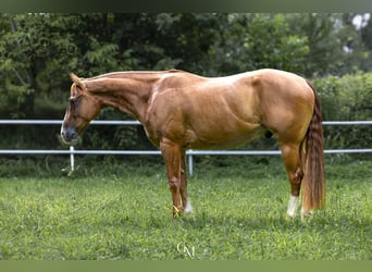 American Paint Horse, Gelding, 5 years, Chestnut-Red