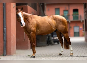 American Paint Horse, Gelding, 5 years, Chestnut-Red