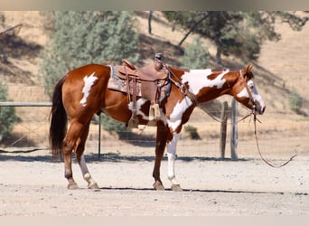 American Paint Horse, Gelding, 5 years, Overo-all-colors