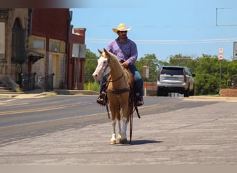 American Paint Horse, Gelding, 5 years, Overo-all-colors