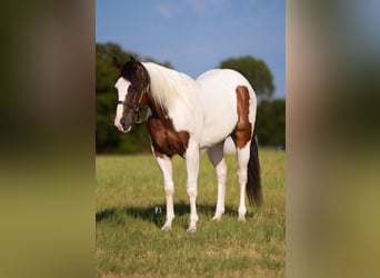 American Paint Horse, Gelding, 5 years, Pinto