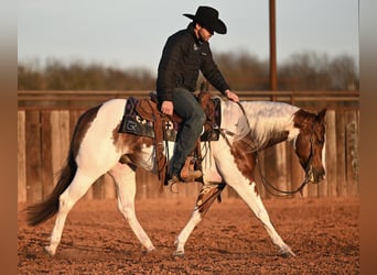 American Paint Horse, Gelding, 6 years, 14.1 hh, Pinto