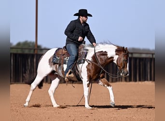 American Paint Horse, Gelding, 6 years, 14.1 hh, Pinto