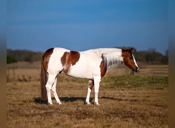 American Paint Horse, Gelding, 6 years, 14.1 hh, Pinto