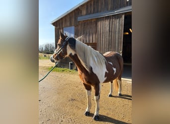 American Paint Horse, Gelding, 6 years, 14.2 hh, Tobiano-all-colors