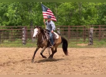 American Paint Horse, Gelding, 6 years, 14 hh, Overo-all-colors