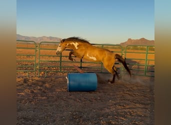 American Paint Horse, Gelding, 6 years, 14 hh, Overo-all-colors