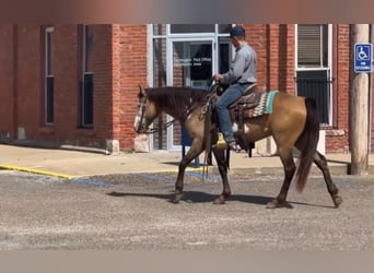 American Paint Horse, Gelding, 6 years, 14 hh, Overo-all-colors