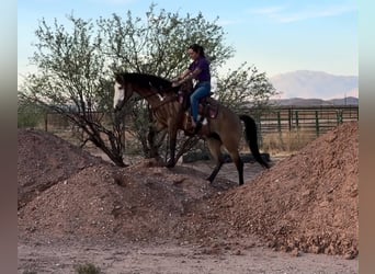 American Paint Horse, Gelding, 6 years, 14 hh, Overo-all-colors