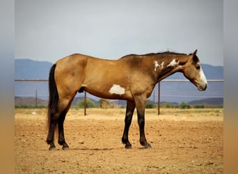 American Paint Horse, Gelding, 6 years, 14 hh, Overo-all-colors