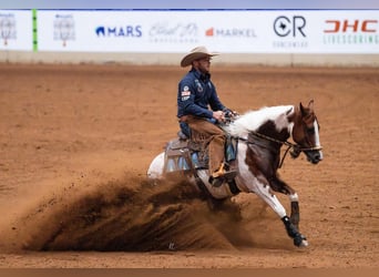 American Paint Horse, Gelding, 6 years, 14,1 hh, Pinto