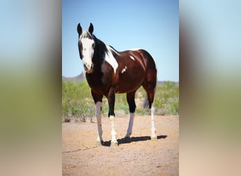 American Paint Horse, Gelding, 6 years, 14,2 hh, Pinto