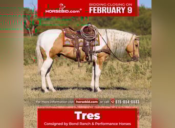 American Paint Horse, Gelding, 6 years, 14,2 hh, Pinto