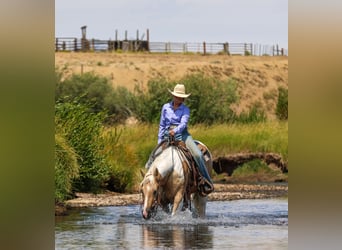 American Paint Horse, Gelding, 6 years, 14,2 hh, Pinto