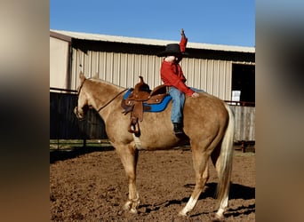 American Paint Horse, Gelding, 6 years, 15.1 hh, Palomino