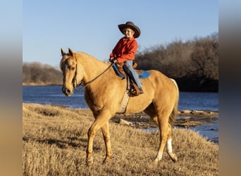 American Paint Horse, Gelding, 6 years, 15.1 hh, Palomino