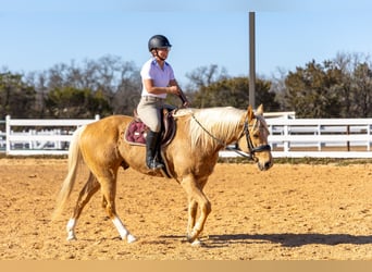 American Paint Horse, Gelding, 6 years, 15.1 hh, Palomino