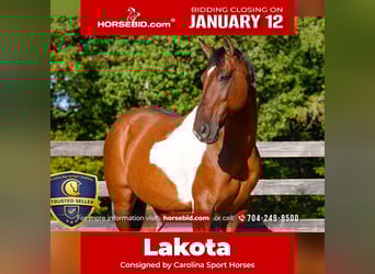 American Paint Horse Mix, Gelding, 6 years, 15.1 hh, Pinto