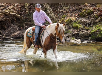 American Paint Horse, Gelding, 6 years, 15.1 hh, Pinto