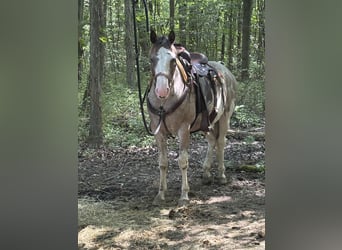 American Paint Horse, Gelding, 6 years, 15.1 hh, Sabino