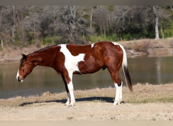 American Paint Horse, Gelding, 6 years, 15.2 hh, Bay