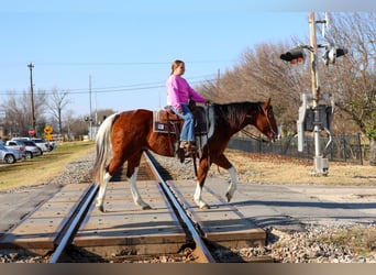 American Paint Horse, Gelding, 6 years, 15.2 hh, Bay