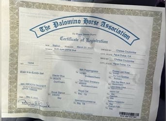 American Paint Horse, Gelding, 6 years, 15.2 hh, Palomino