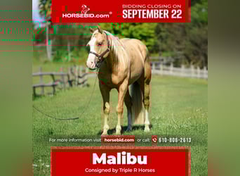 American Paint Horse, Gelding, 6 years, 15 hh, Palomino