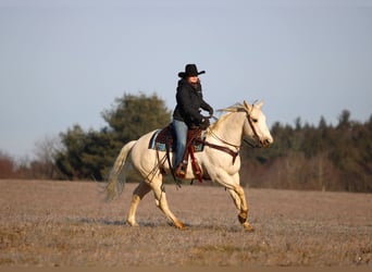 American Paint Horse, Gelding, 6 years, 15 hh, Palomino