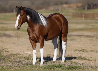 American Paint Horse, Gelding, 6 years, 15 hh, Pinto