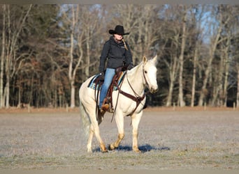 American Paint Horse, Gelding, 6 years, 15 hh