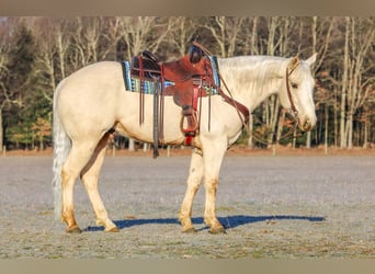 American Paint Horse, Gelding, 6 years, 15 hh