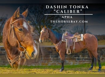 American Paint Horse, Gelding, 6 years, 15,1 hh, Bay