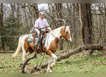 American Paint Horse, Gelding, 6 years, 15,1 hh, Pinto