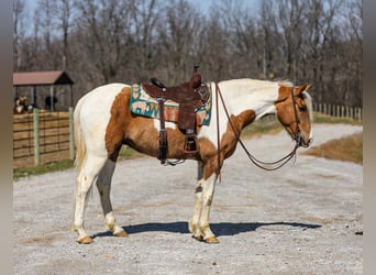 American Paint Horse, Gelding, 6 years, 15,1 hh, Pinto