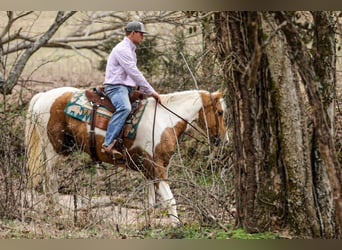 American Paint Horse, Gelding, 6 years, 15,1 hh, Pinto