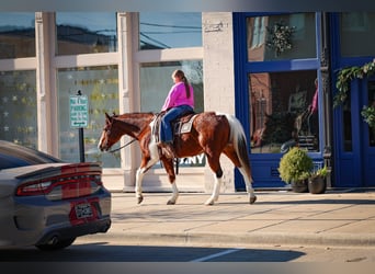 American Paint Horse, Gelding, 6 years, 15,2 hh, Bay