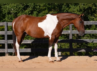 American Paint Horse Mix, Gelding, 6 years, 15,2 hh, Pinto