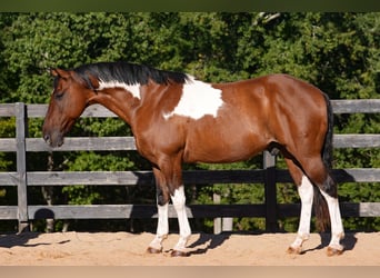 American Paint Horse Mix, Gelding, 6 years, 15,2 hh, Pinto