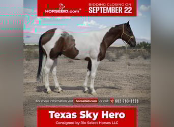 American Paint Horse, Gelding, 6 years, 15,3 hh, Pinto