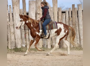 American Paint Horse, Gelding, 6 years, 16.2 hh, Sorrel