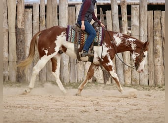 American Paint Horse, Gelding, 6 years, 16,2 hh, Sorrel