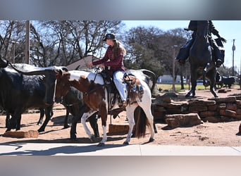 American Paint Horse, Gelding, 6 years, Pinto