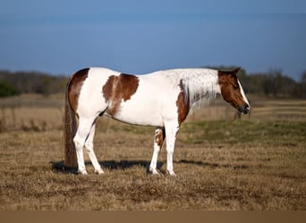 American Paint Horse, Gelding, 6 years, Pinto