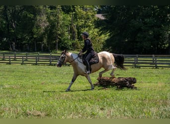 American Paint Horse Mix, Gelding, 6 years, Pinto
