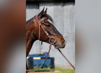 American Paint Horse, Gelding, 7 years, 14.2 hh, Brown